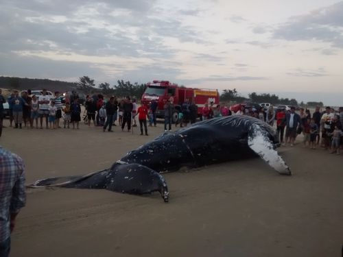 Jaguaruna: Bombeiros Voluntários auxiliam em retirada de Baleia na Praia de Jaguaruna. 0