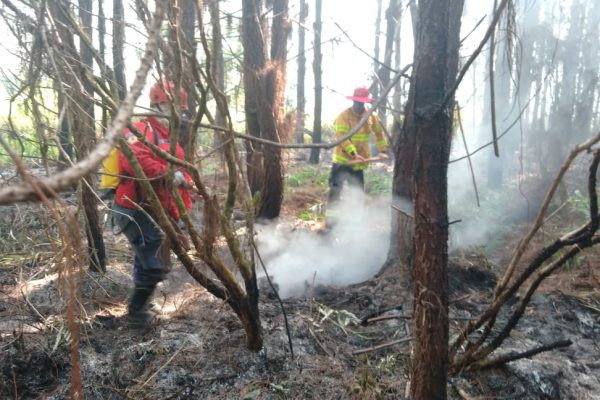 Incêndios em vegetação aumentam 3,79 vezes em 2020 0